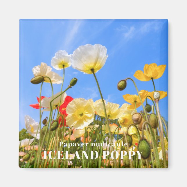 Island Poppy Magnet (Framsidan)