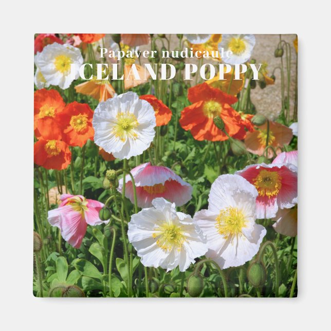 Island Poppy Magnet (Framsidan)