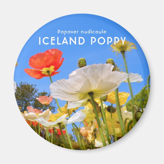 Island Poppy Magnet (Framsidan)