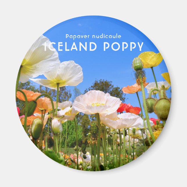 Island Poppy Magnet (Framsidan)