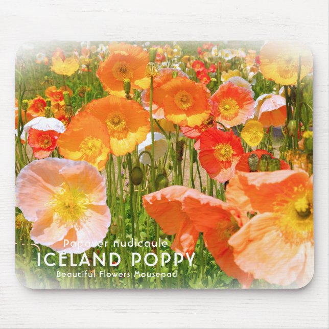 Island Poppy Musmatta (Framsidan)