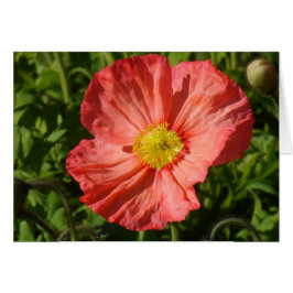 Island Poppy OBS Kort
