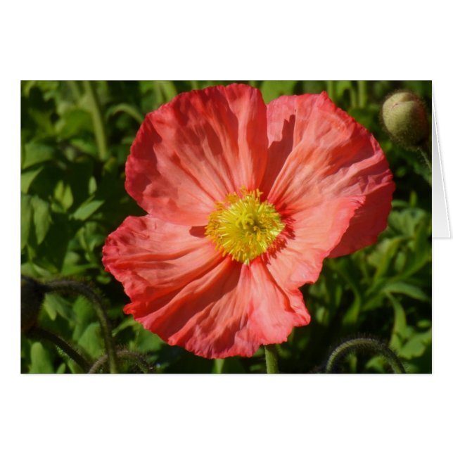 Island Poppy OBS Kort (Framsidan Horizontal)