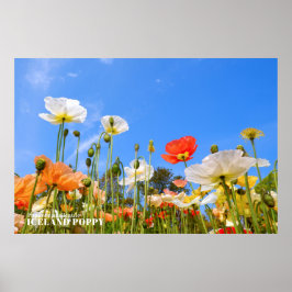 Island Poppy Poster