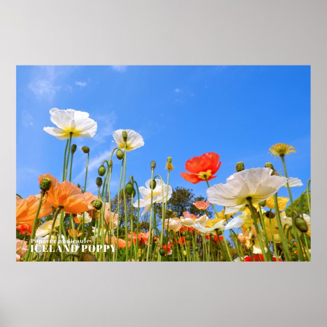 Island Poppy Poster (Framsidan)