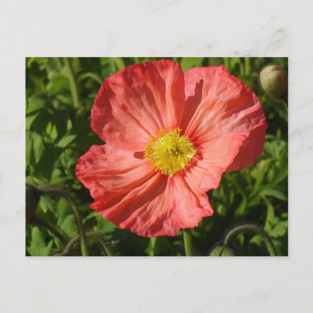 Island Poppy Vykort (Framsida)