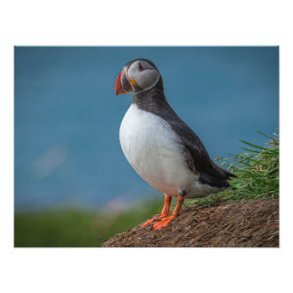 ISLAND PUFFIN PHOTO FOTOTRYCK