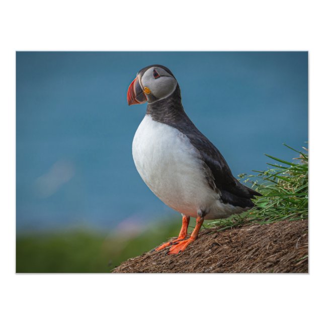 ISLAND PUFFIN PHOTO FOTOTRYCK (Framsidan)