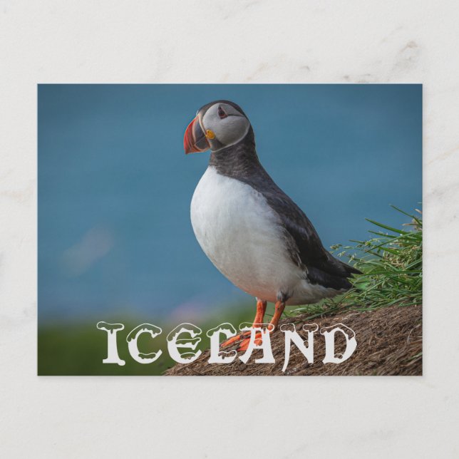 ISLAND PUFFIN POSTCARD VYKORT (Framsida)