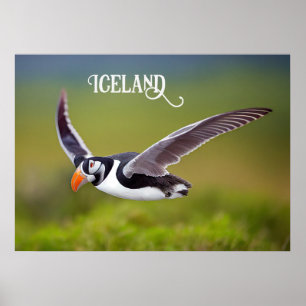 Island Puffin Poster