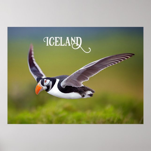 Island Puffin Poster (Framsidan)