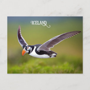Island Puffin Vykort
