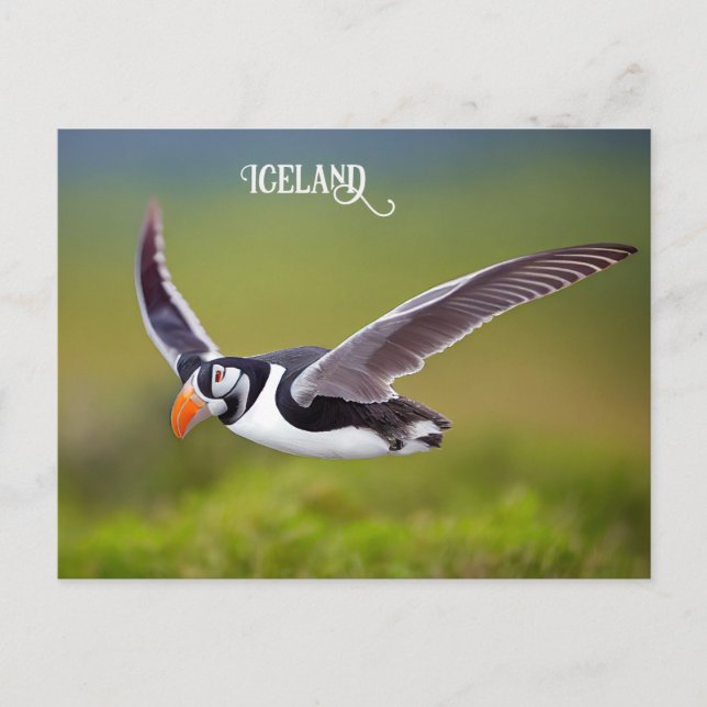 Island Puffin Vykort (Framsida)