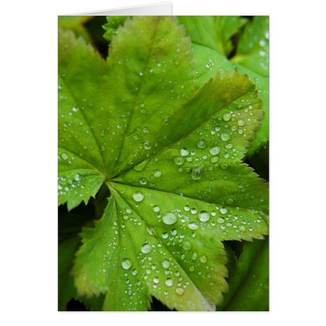 Island. Södra regionen. Gullfoss Hälsningskort (Framsidan)