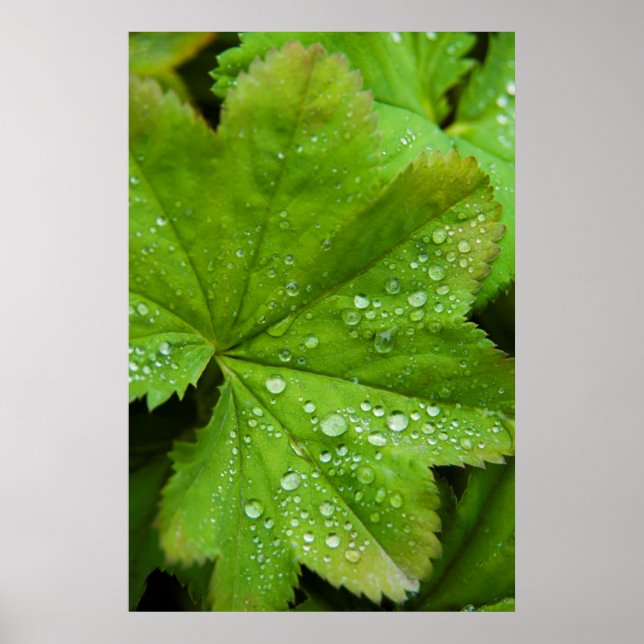 Island. Södra regionen. Gullfoss Poster (Framsidan)