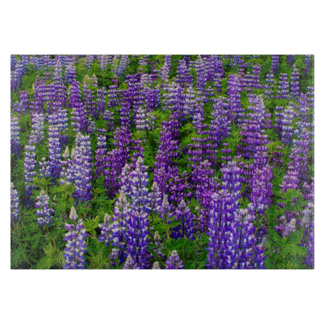 Island. Vik i Myrdal. Fält i Lupines (Framsidan)