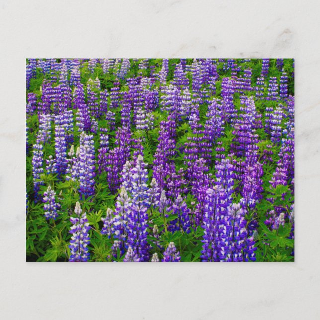 Island. Vik i Myrdal. Fält i Lupines Vykort (Framsida)