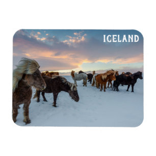 Island Vild Horses Travel Foto Magnet