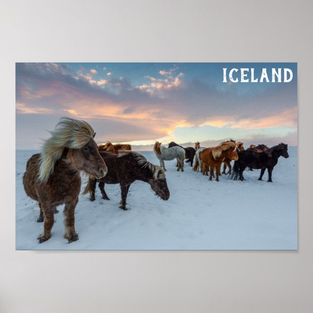 Island Vild Horses Travel Photo Poster (Framsidan)