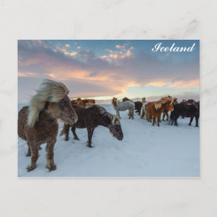 Island Vild Horses Travel Photo Vykort
