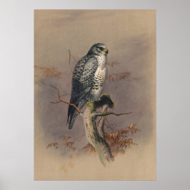 Islandet Falcon från Joseph Varg Poster