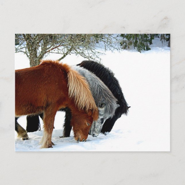 IslandHästar - Häst Vykort (Framsida)