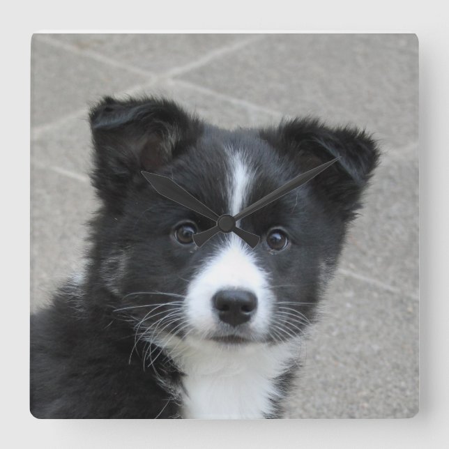 Islandhund Fyrkantig Klocka (Framsida)