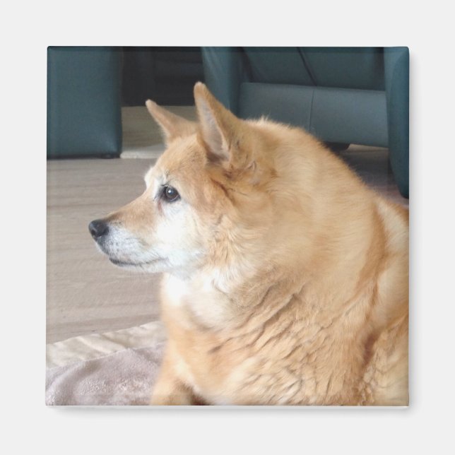 Islandhund Magnet (Framsidan)
