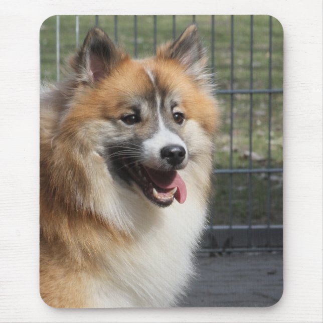 Islandhund Musmatta (Framsidan)