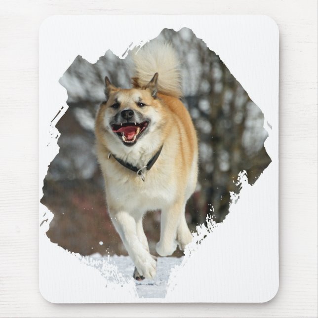 Islandhund Musmatta (Framsidan)