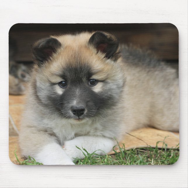 Islandhund Musmatta (Framsidan)