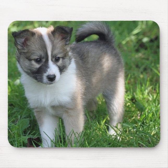 Islandhund Musmatta (Framsidan)