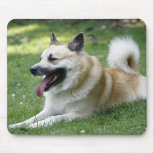 Islandhund Musmatta