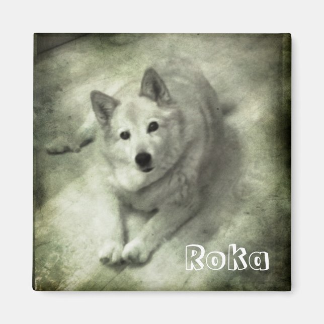 Islandhund Roka Magnet (Framsidan)