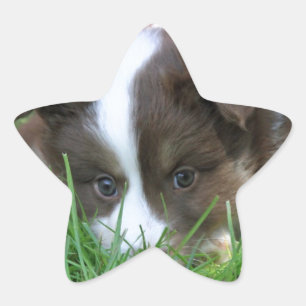 Islandhund Stjärnformat Klistermärke