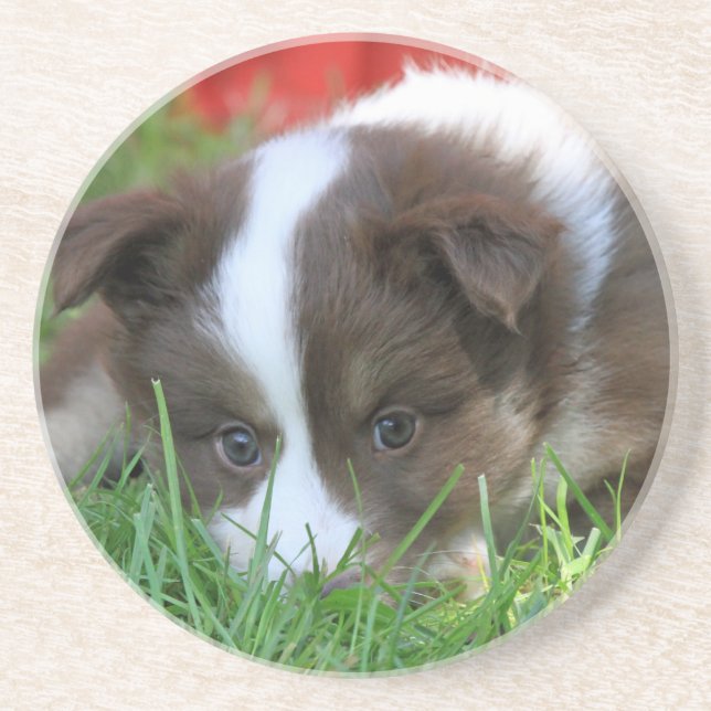 Islandhund Underlägg Sandsten (Framsidan)