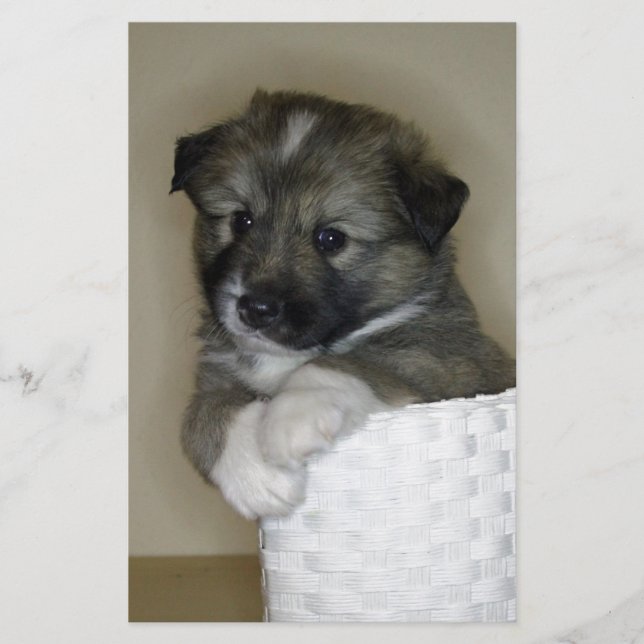 Islandhundwelpe (Framsida)