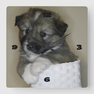 Islandhundwelpe Fyrkantig Klocka