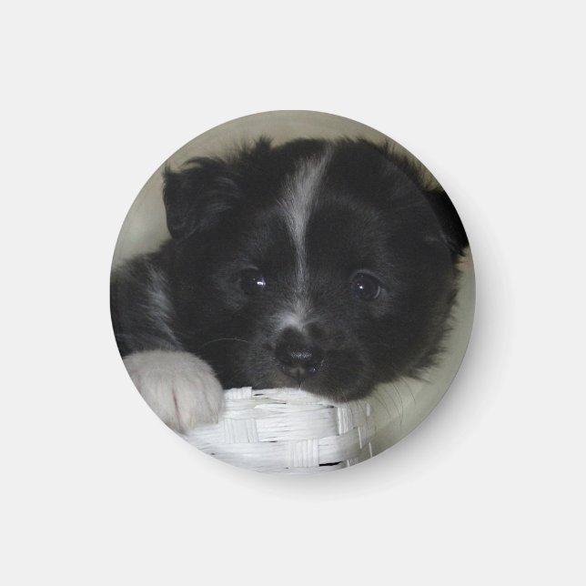Islandhundwelpe Magnet (Framsidan)