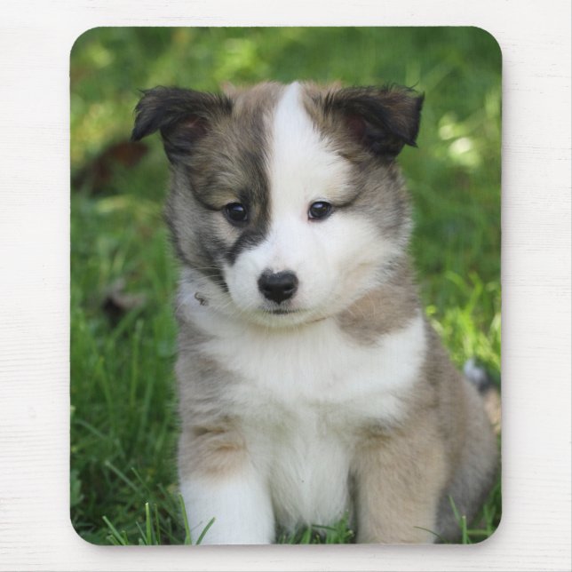 Islandhundwelpe Splitface Musmatta (Framsidan)