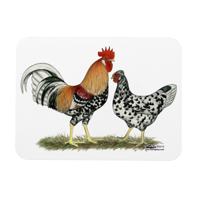 Islands Chickens Magnet (Horisontell)