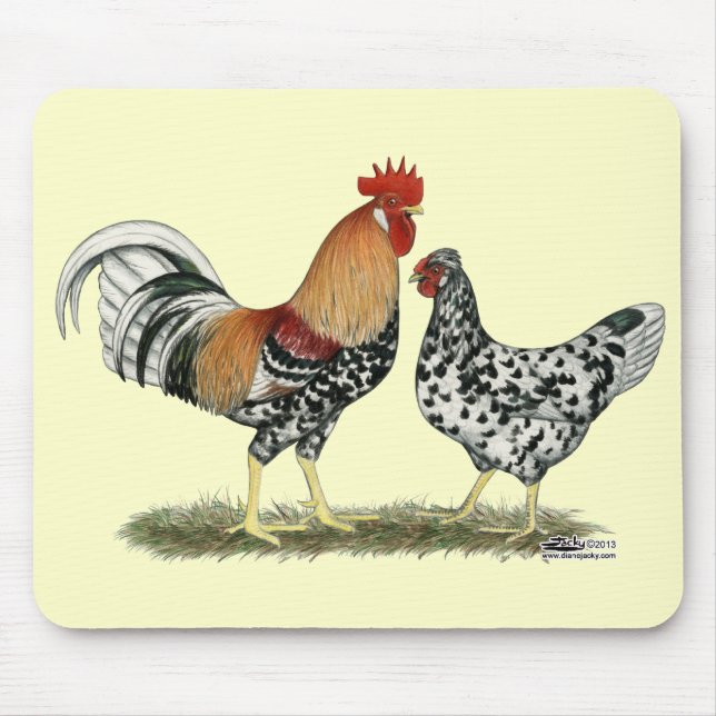 Islands Chickens Musmatta (Framsidan)