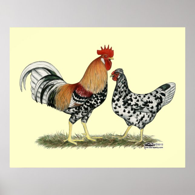 Islands Chickens Poster (Framsidan)
