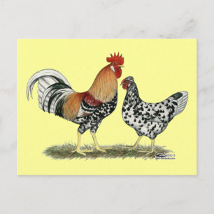Islands Chickens Vykort
