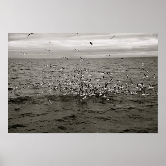 Islands flock av fåglar poster (Framsidan)