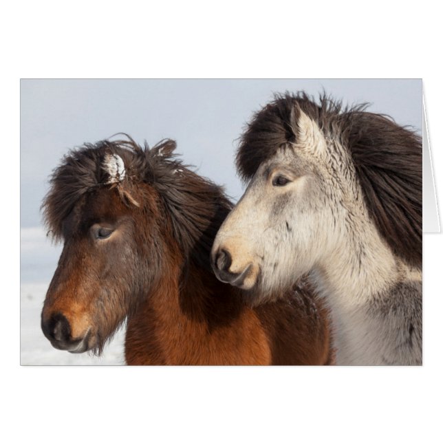 Islands hästprofil, Island Hälsningskort (Framsidan Horizontal)