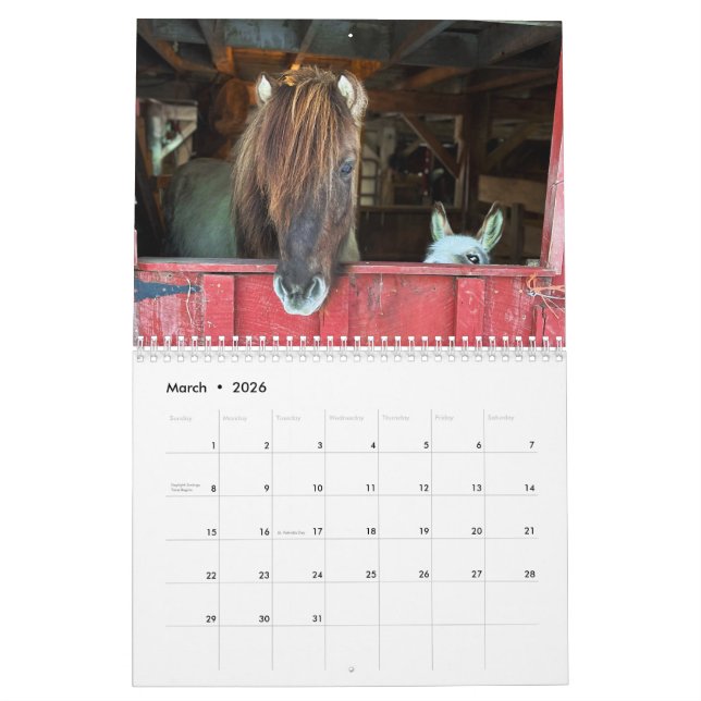 Islands Horse and Mini Donkey Calendar Kalender (Mar 2026)
