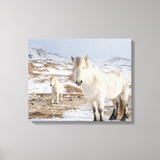 Islands Horse | Blonduos, Island Canvastryck (Framsida)