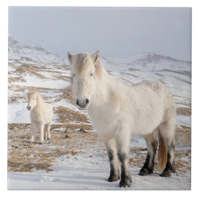 Islands Horse | Blonduos, Island Kakelplatta (Framsidan)