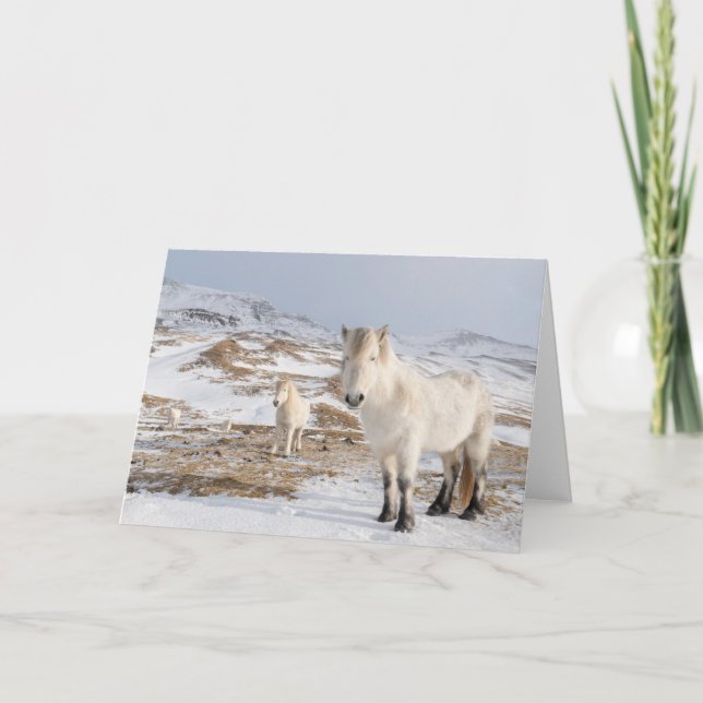 Islands Horse | Blonduos, Island Kort (Framsida)